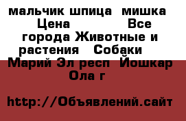 мальчик шпица (мишка) › Цена ­ 55 000 - Все города Животные и растения » Собаки   . Марий Эл респ.,Йошкар-Ола г.